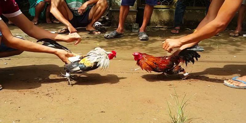 Đá gà cựa dao với sức hấp dẫn khó cưỡng tại nền tảng