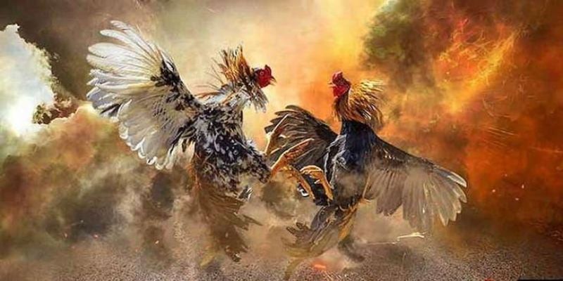 Sân chơi chọi kê trực tuyến cùng những lợi thế đặc biệt
