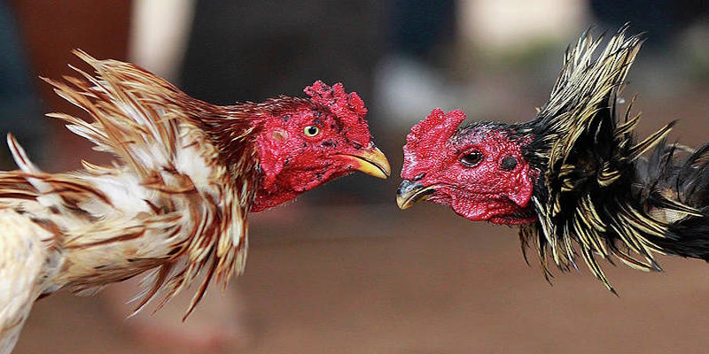 Điểm qua một số ưu điểm nổi bật tại SV368 Đá Gà